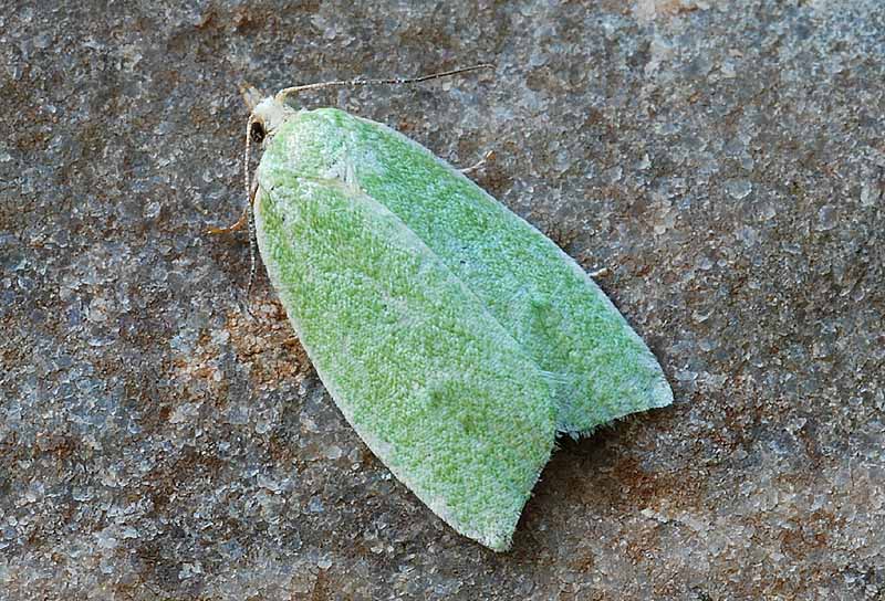 Nolidae ? Tortrix viridana (Tortricidae)